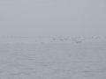 IMG 8122.JPG